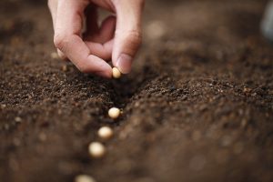 Panting the right seeds causes cultural change